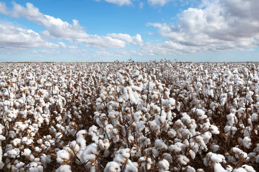 Vải Cotton Ai Cập có xứng danh “vua” của các loại vải cotton?